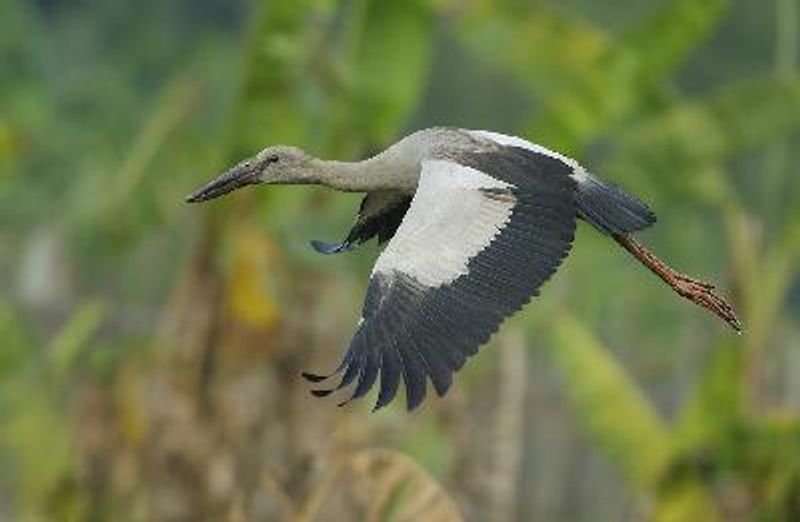 Asian Openbill