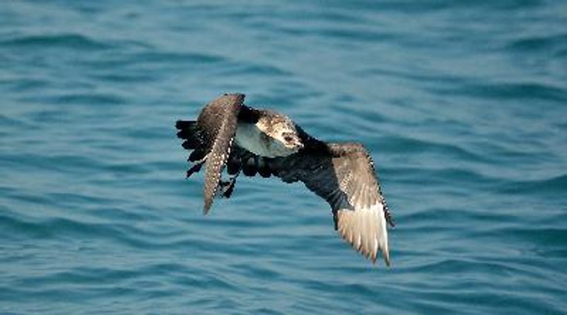 Arctic Skua