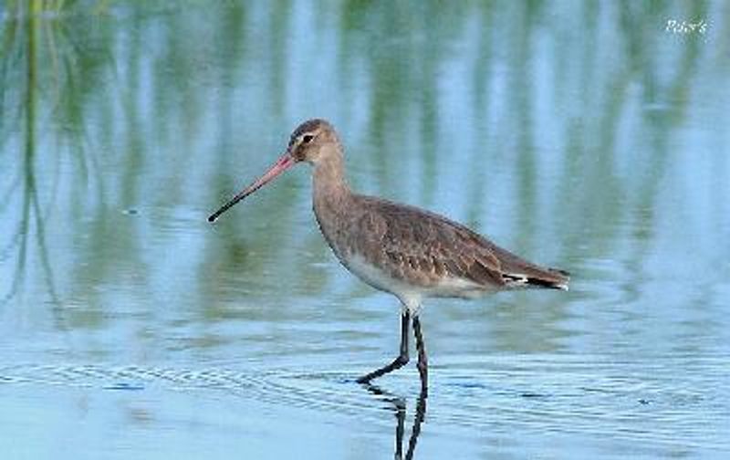 Black tailed Godwit