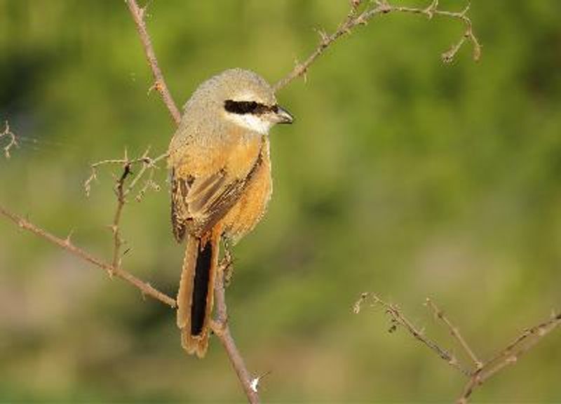 Long tailed Shrike