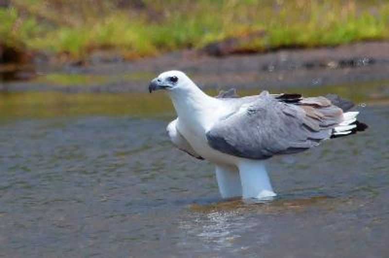 White bellied Sea Eagle