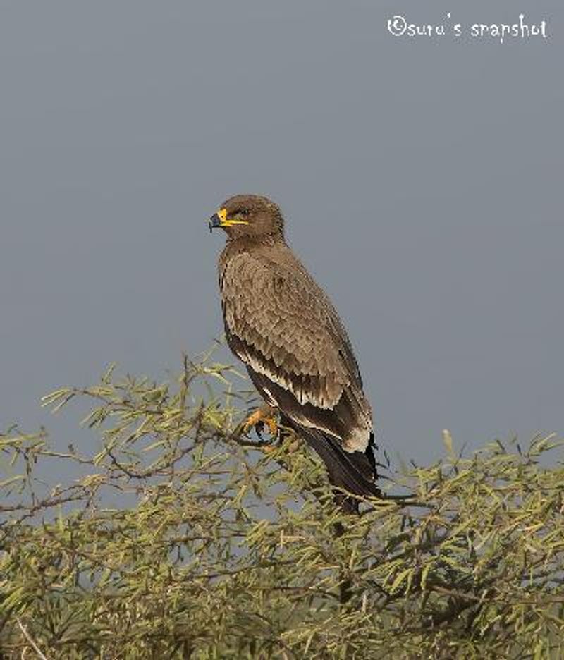 Steppe Eagle