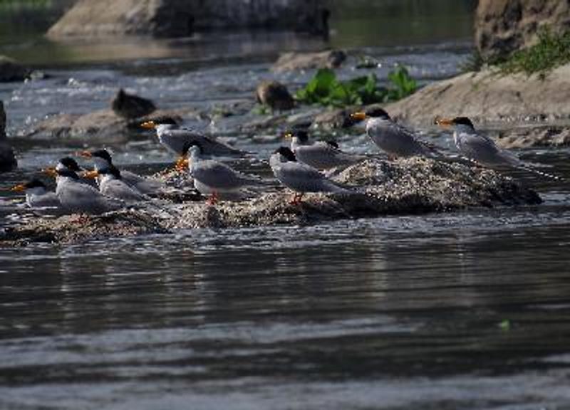 River Tern