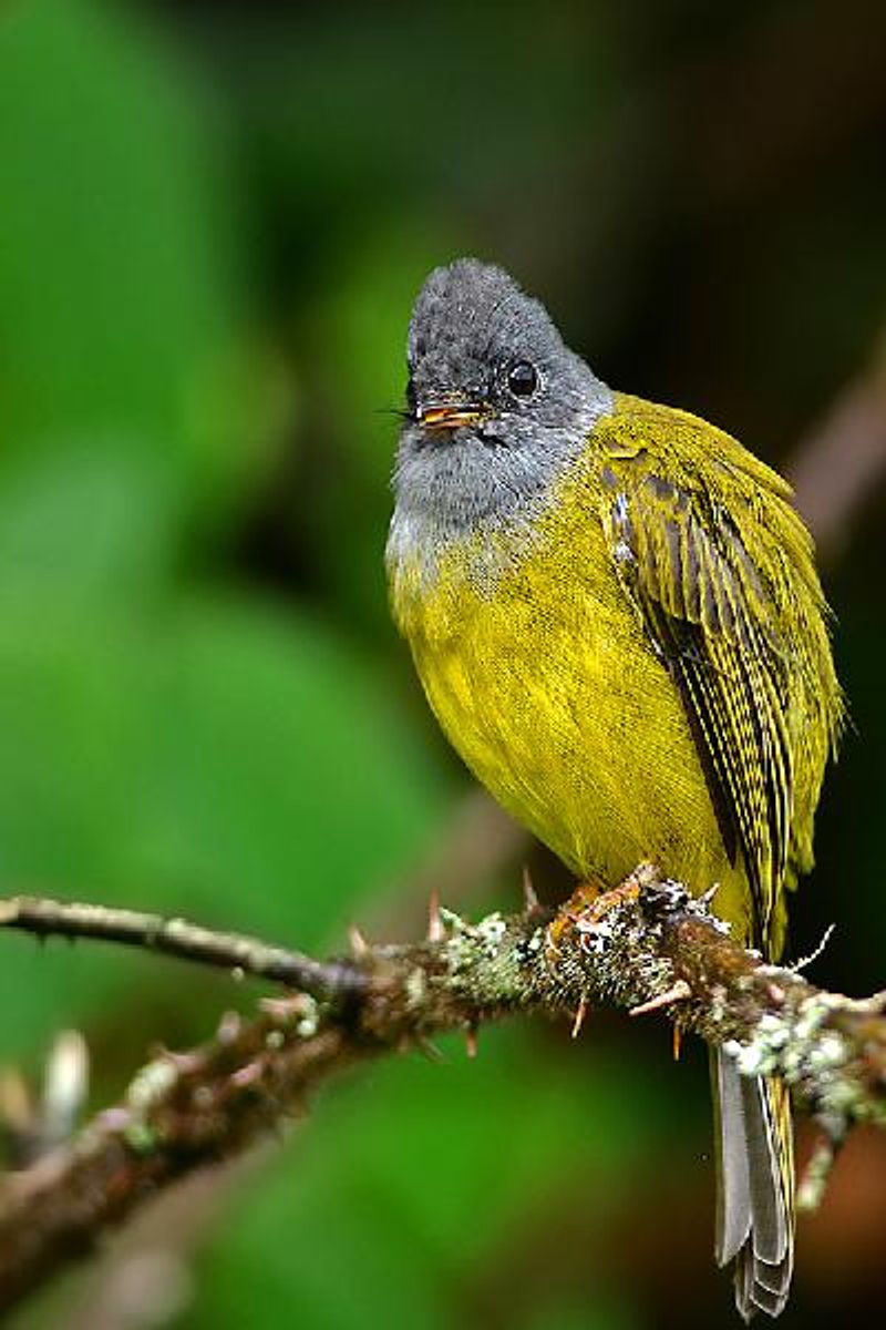 Grey headed Canary flycatcher