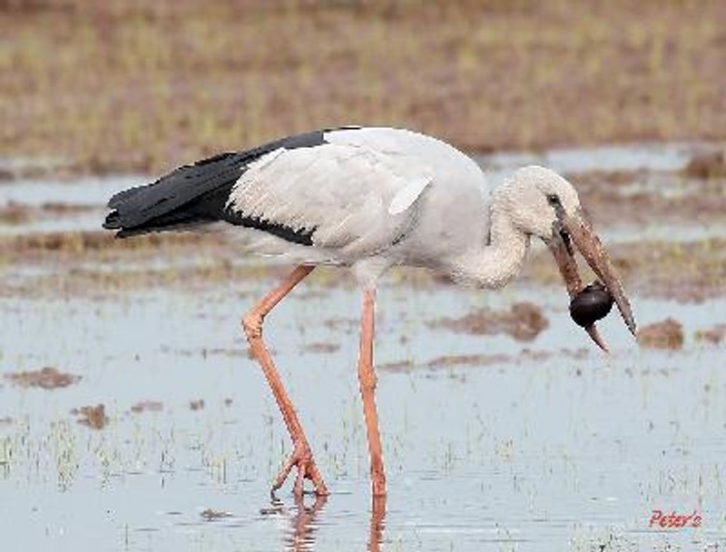 Asian Openbill