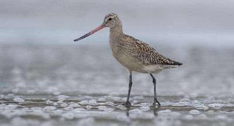 Bar tailed Godwit