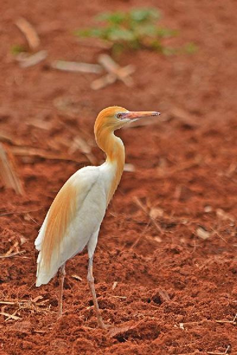 Cattle Egret