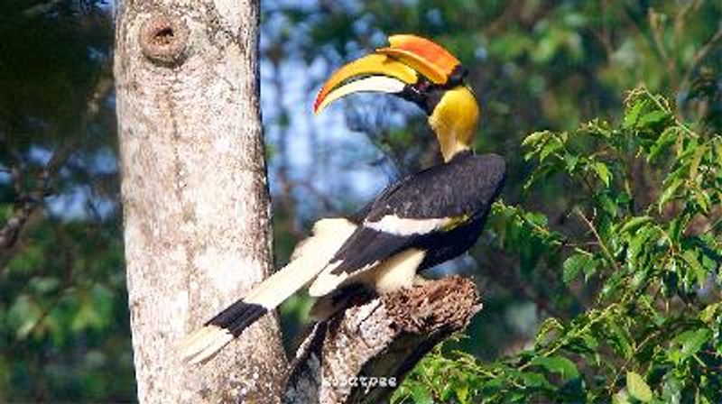 Great Hornbill