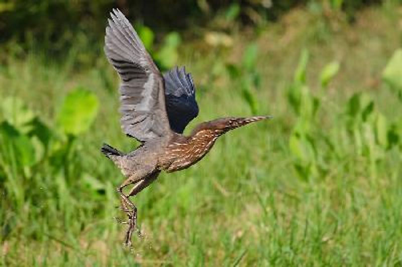 Black Bittern