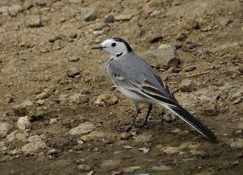 White Wagtail