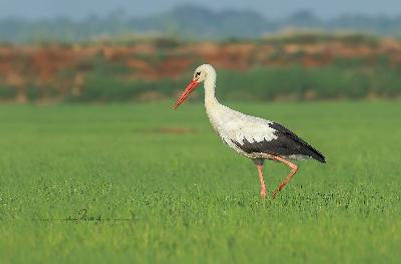 European White Stork