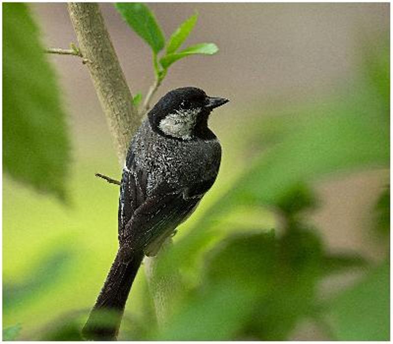 Cinereous Tit