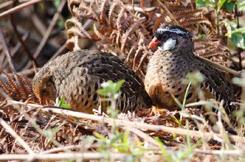 Painted Bush Quail