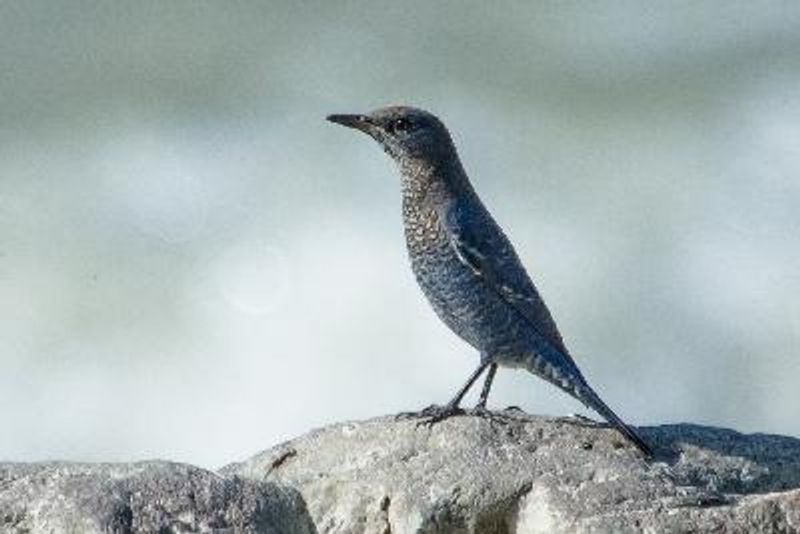 Blue Rock Thrush