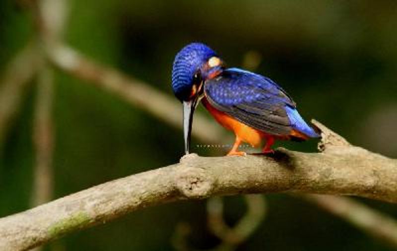 Blue eared Kingfisher