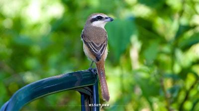 Brown Shrike