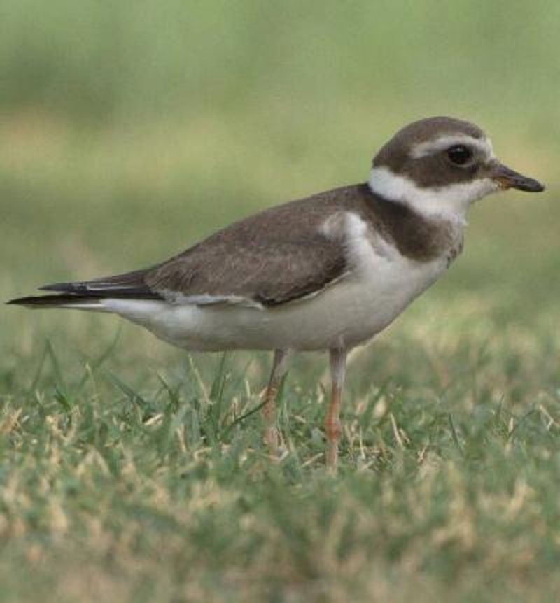 Common Ringed Plover