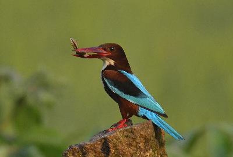 White throated Kingfisher