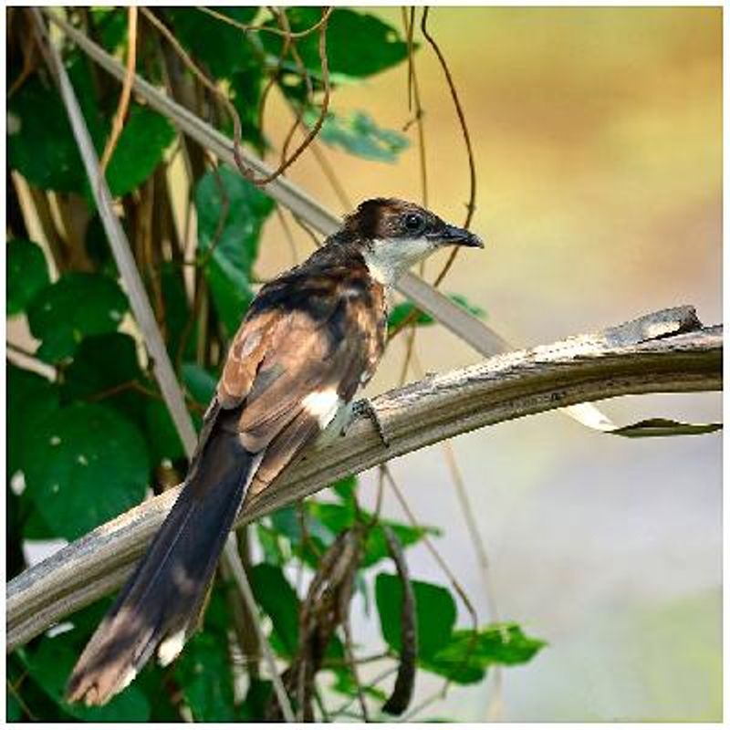 Pied Cuckoo