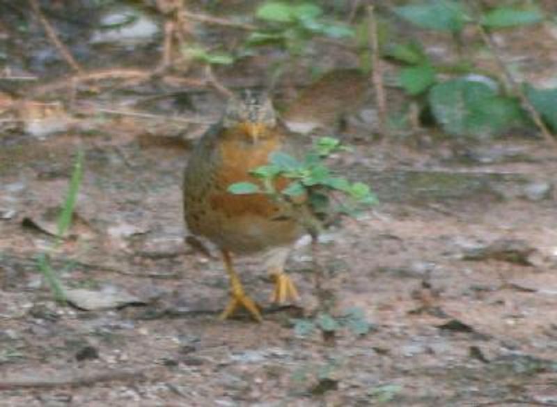 Yellow legged Buttonquail