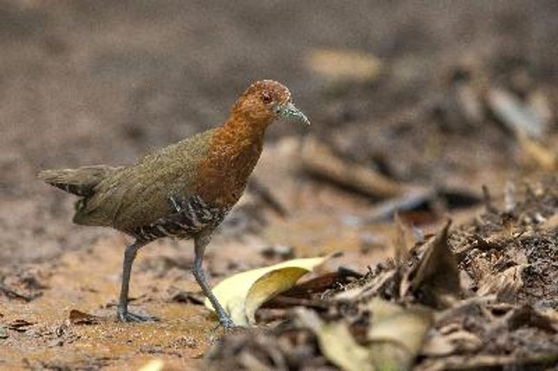 Slaty legged Crake