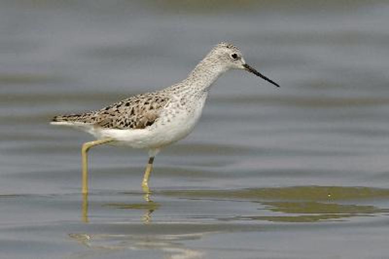 Marsh Sandpiper