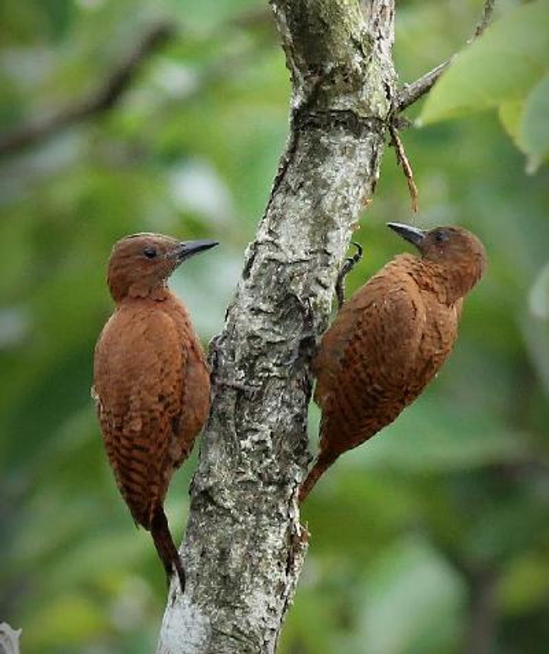 Rufous Woodpecker