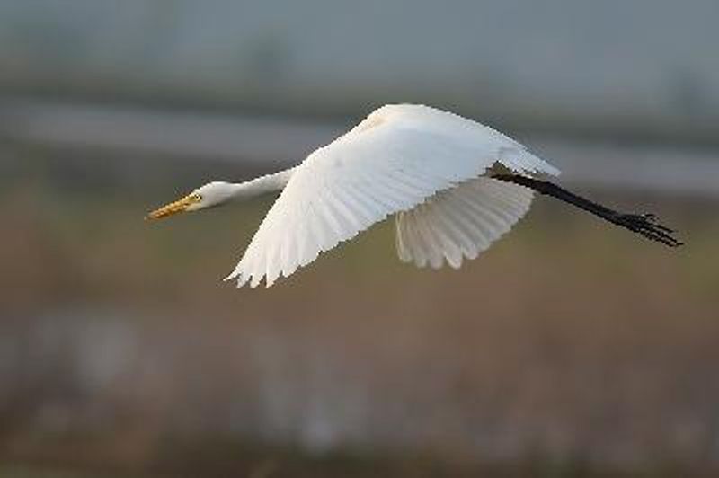 Intermediate Egret