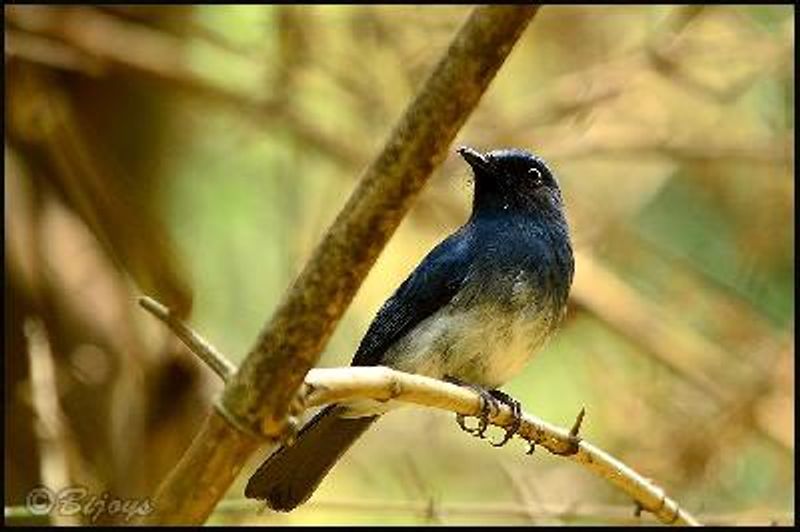 White bellied Blue Flycatcher