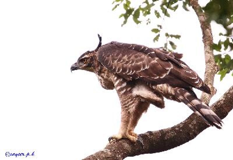 Legge's Hawk Eagle