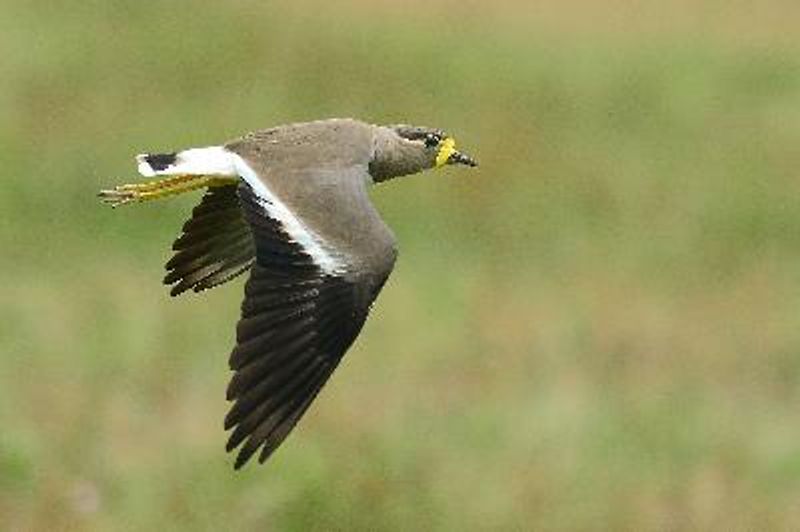 Yellow wattled Lapwing