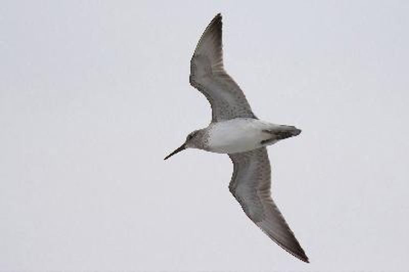 Great Knot