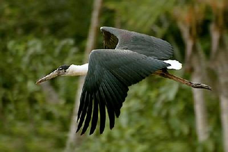 Woolly necked Stork