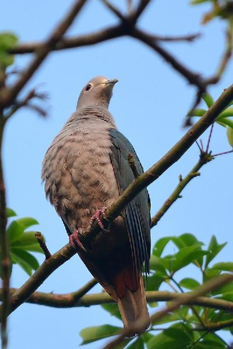 Green Imperial Pigeon