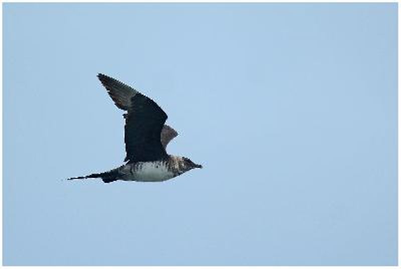 Arctic Skua