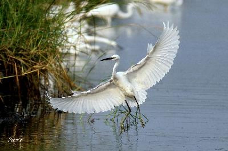 Western Reef Egret