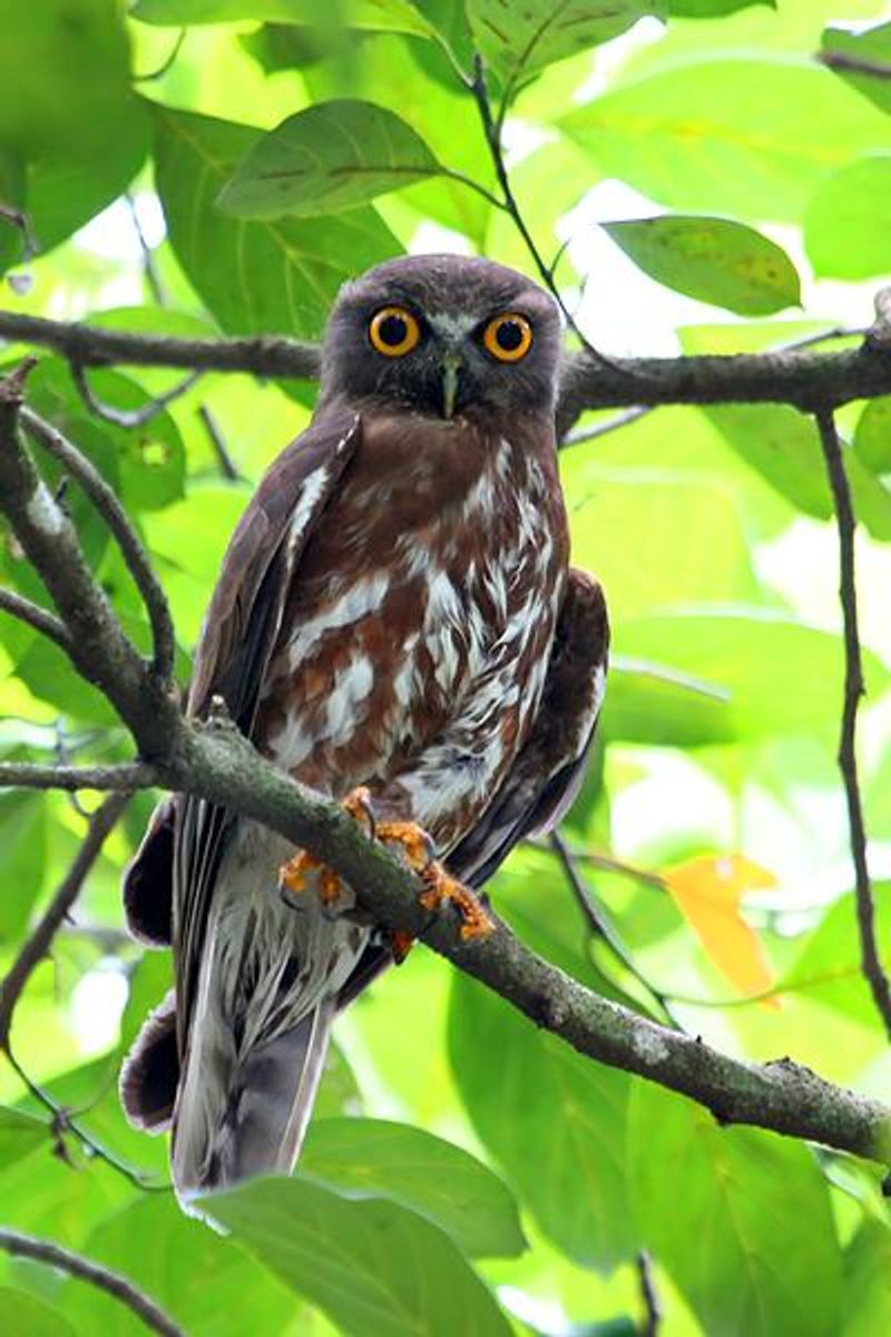 Brown Hawk Owl