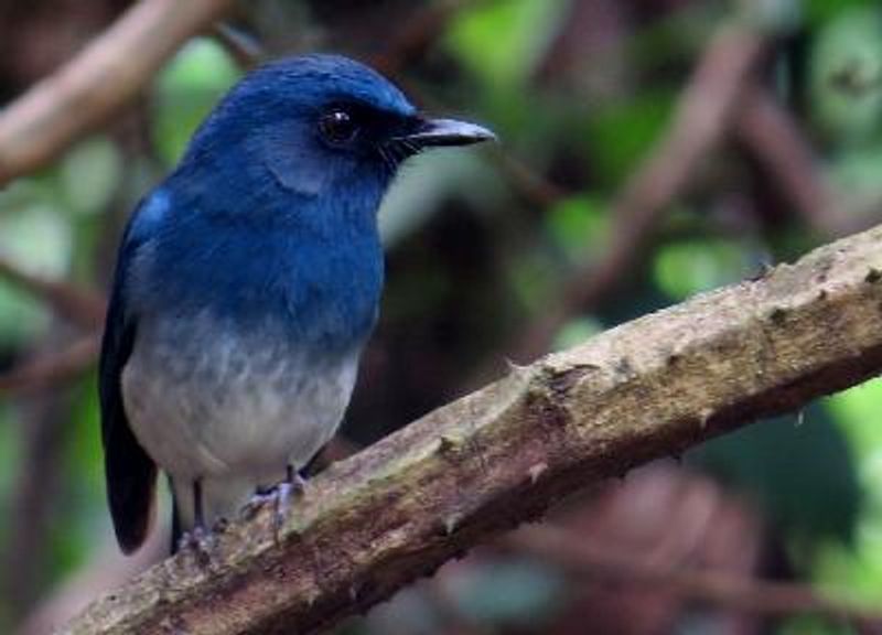 White bellied Blue Flycatcher