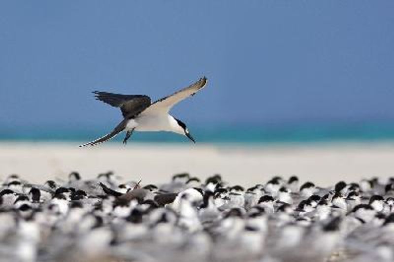 Sooty Tern