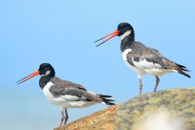 Eurasian Oystercatcher