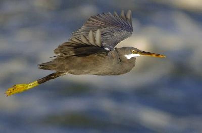 Western Reef Egret