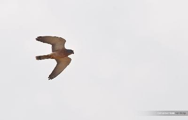 Lesser Kestrel