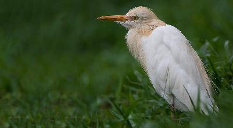 Cattle Egret