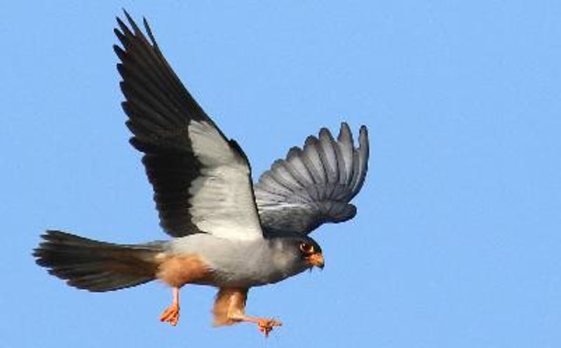 Amur Falcon