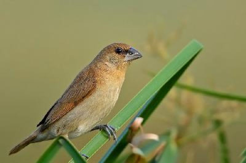 Tricoloured Munia