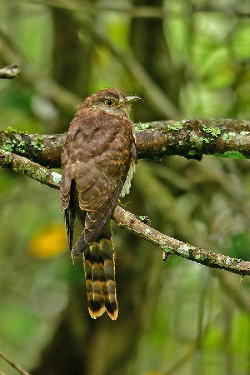 Common Hawk Cuckoo