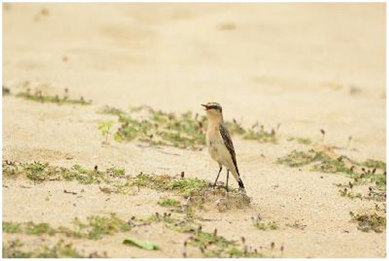 Northern Wheatear