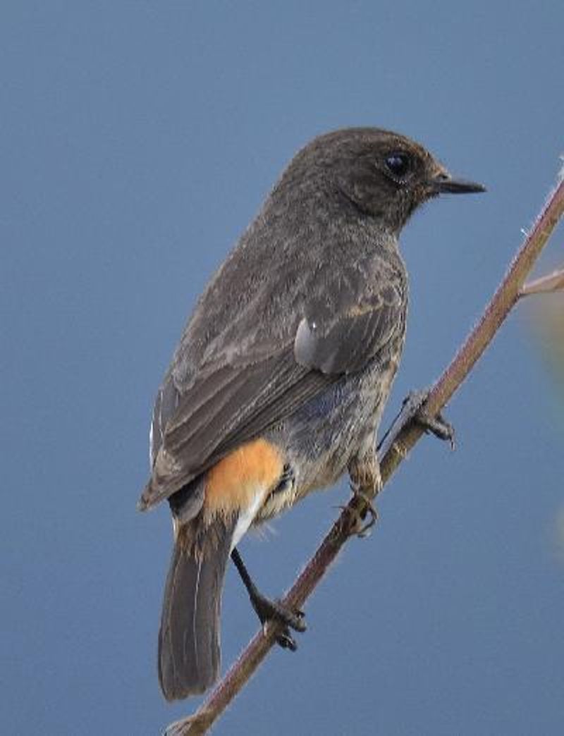 Pied BushChat