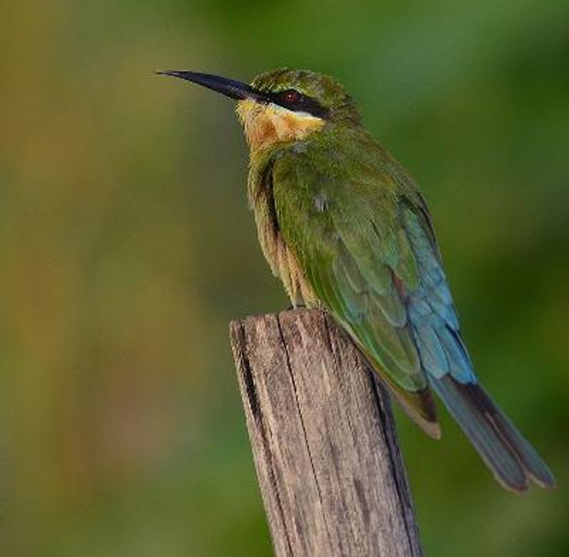 Blue tailed Bee eater