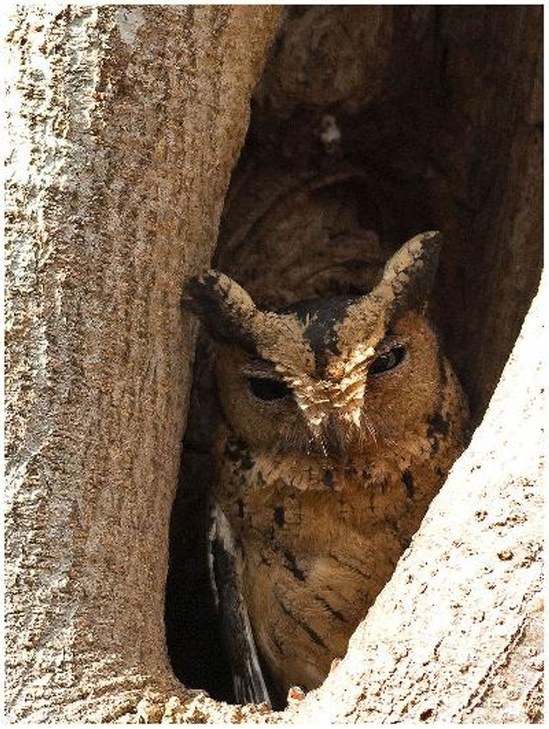 Indian Scops Owl